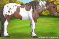 Horse Color:Bay Tobiano Blanket 