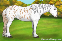 Horse Color:Chestnut Tobiano Appaloosa 