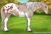 Horse Color:Chestnut Tobiano Appaloosa 