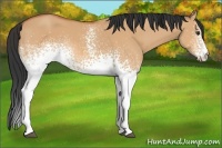 Horse Color:White Spotted Bay Dun Rabicano 