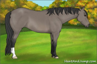 Horse Color:Grullo 