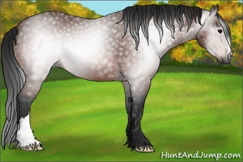 Horse Color:Gray Bay 