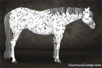 Horse Color:Black Near Leopard Rabicano 