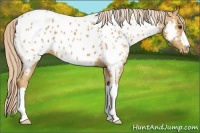 Horse Color:Palomino Near Leopard 