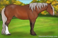 Horse Color:Silver Bay 