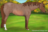 Horse Color:Liver Red Roan 