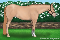 Horse Color:Gold Champagne