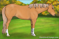Horse Color:Chocolate Palomino Roan