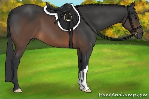 Horse Color:Brown 