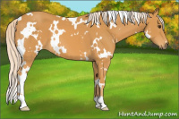 Horse Color:White Spotted Chocolate Palomino