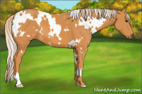 Horse Color:White Spotted Palomino 