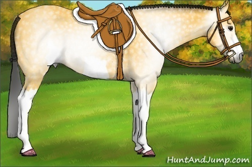 Horse Color:Gray Buckskin 