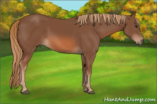 Horse Color: Chestnut 