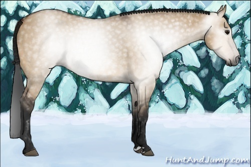 Horse Color:Gray Bay Dun