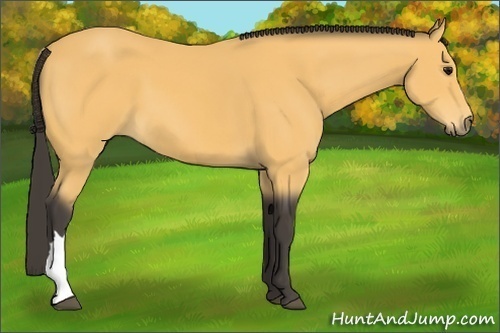 Horse Color:Buckskin 