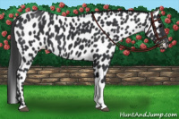 Horse Color:Brown Tobiano Leopard 
