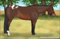 Horse Color:Bay Appaloosa 