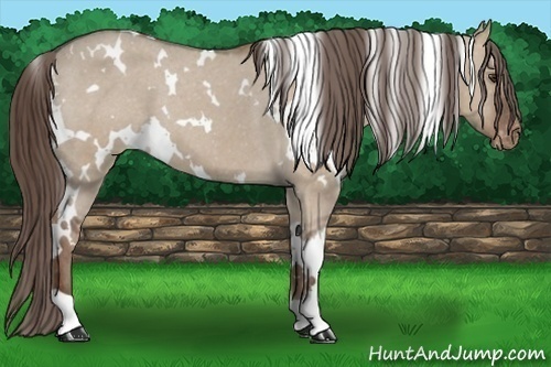 Horse Color: White Spotted Liver Red Dun Varnish 