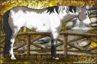 Horse Color:Grullo Frame