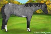 Horse Color:Blue Roan Tobiano