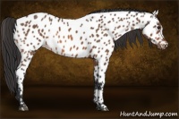 Horse Color:Bay Near Leopard 