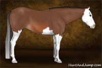 Horse Color:Bay Splash 