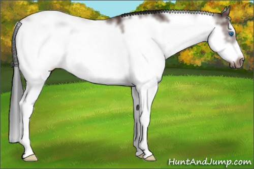 Horse Color:Brown Sabino Frame