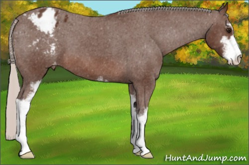 Horse Color:Silver Brown Sabino Appaloosa