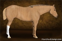 Horse Color:Chestnut Brindle