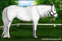 Horse Color:Gray Bay Dun Appaloosa 