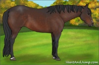 Horse Color:Bay Sabino 
