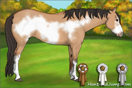 Horse Color: Bay Dun Frame 