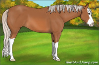 Horse Color:Silver Bay Splash 