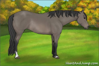 Horse Color:Black Sabino Rabicano 