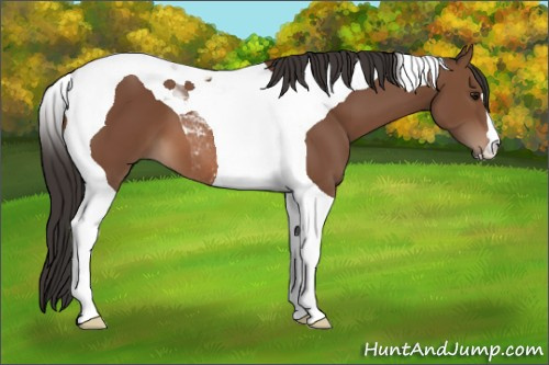 Horse Color: Bay Tobiano 