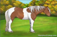 Horse Color:Silver Bay Tobiano 