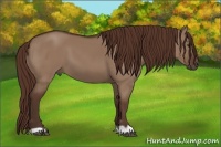 Horse Color:Liver Red Dun 
