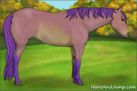 Horse Color:Watercolor Bay 