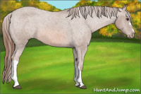 Horse Color:Liver Chestnut Appaloosa 
