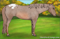 Horse Color:Liver Chestnut Appaloosa 