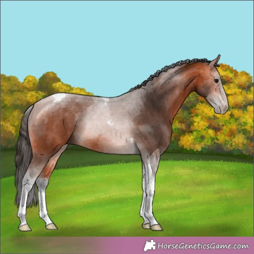 Horse Color:Bay Tobiano 