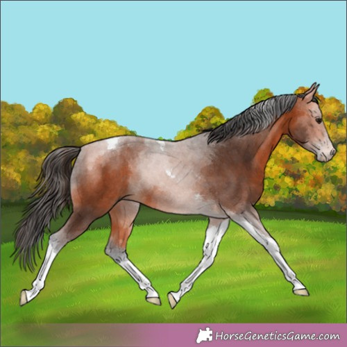 Horse Color:Bay Tobiano 