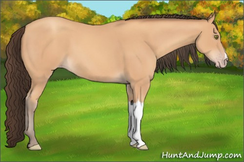 Horse Color: Amber Champagne 