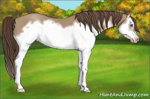 Horse Color:Classic Champagne Splash Frame 