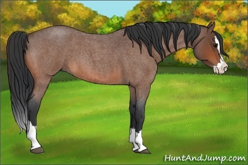 Horse Color:Bay Roan Splash 