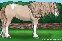 Horse Color:Red Roan Splash Snowcap 