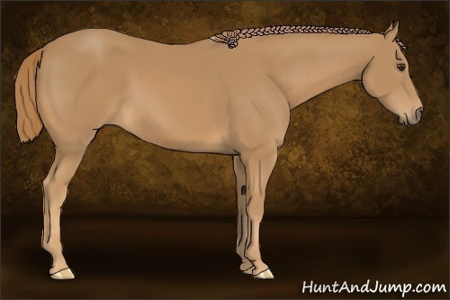 Horse Color: Unknown 