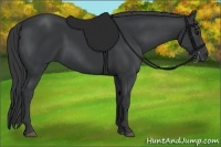 Horse Color:Black Rabicano 