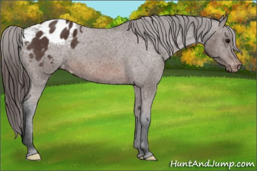 Horse Color: Brown Varnish 