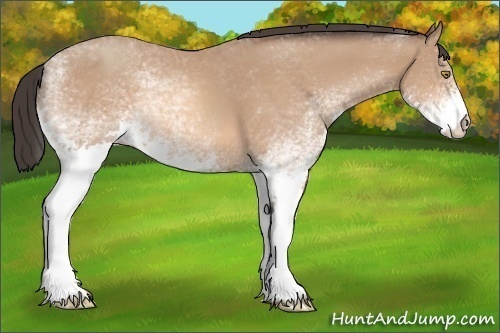 Horse Color:White Spotted Amber Champagne 